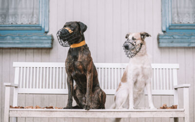 Herbst-Fotowalk in München: Hunde, Herbstfeeling & jede Menge Spaß im Wald
