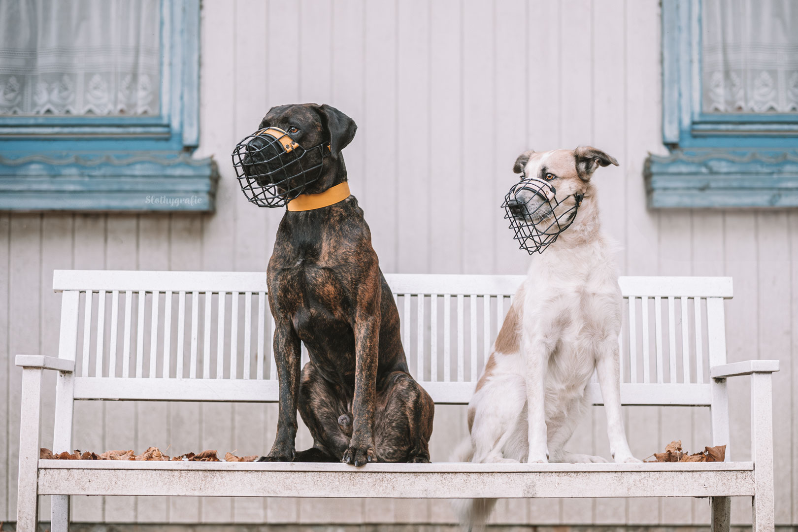Eddy und Ruby beim Hunde Fotoshooting beim Fotowalk rund um München Eddy und Ruby beim Hunde Fotoshooting beim Fotowalk rund um München