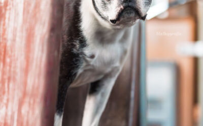 Herbst-Fotowalk in MĂŒnchen: Hunde, Herbstfeeling & jede Menge SpaĂ im Wald