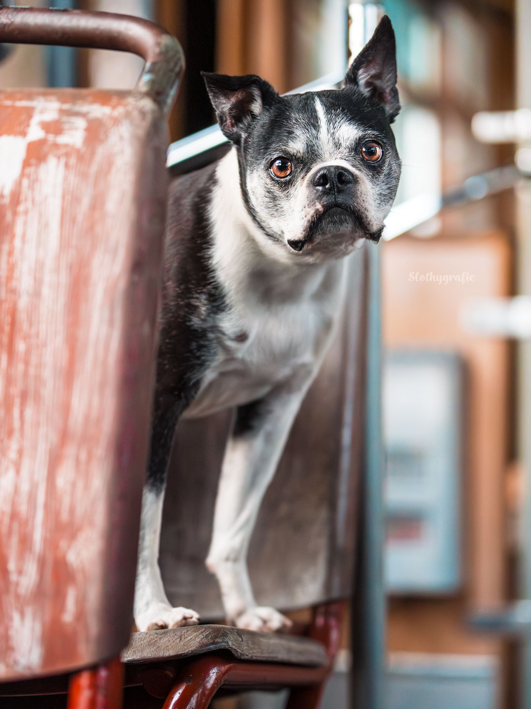 Frenchie Emma beim Fotoshooting in Grünwald München