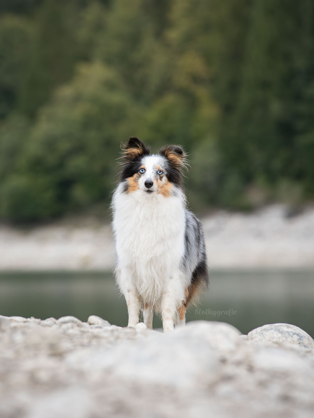 Hundeshooting mit Sheltie Lilo in den Bergen
