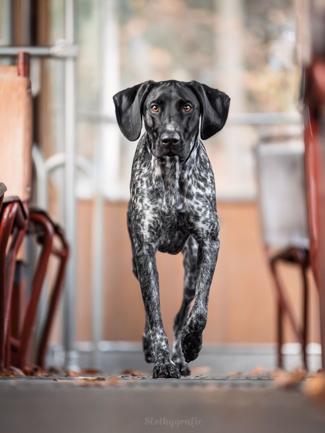Deutsch Kurzhaar Lotti beim Fotoshooting in Grünwald München