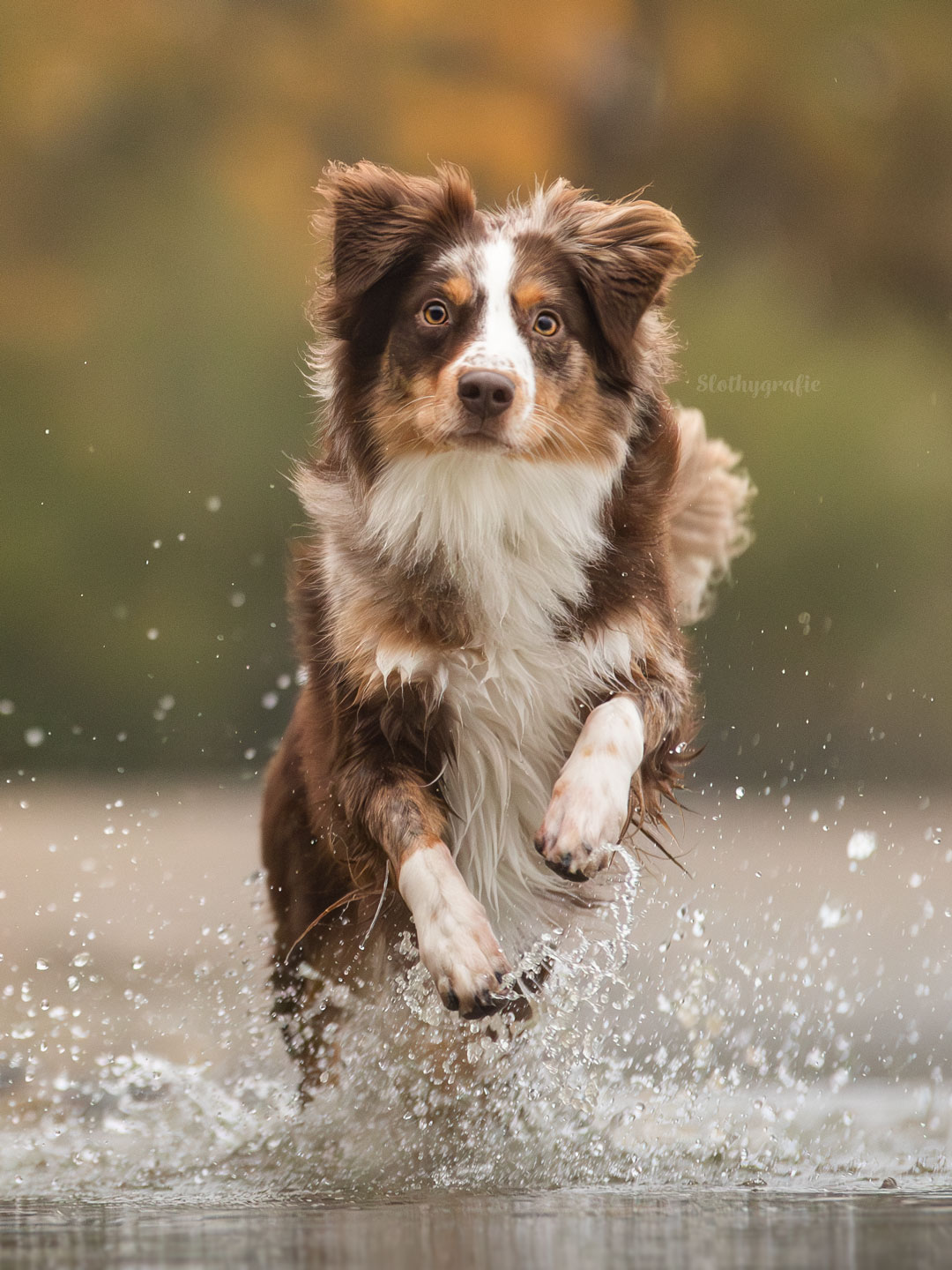 Action Hundefotografie mit Luna am See
