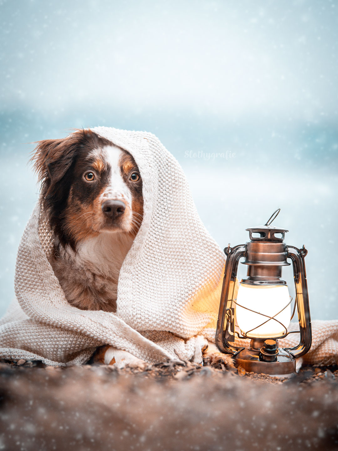 Social Media Hundefotografie mit Luna am See