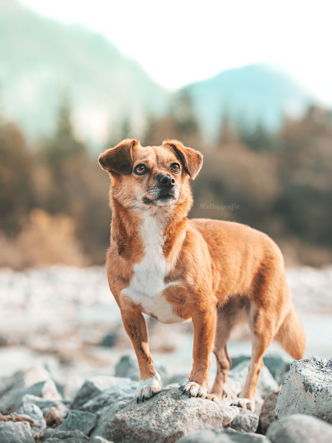 Hundeshooting mit Mali in den Bergen