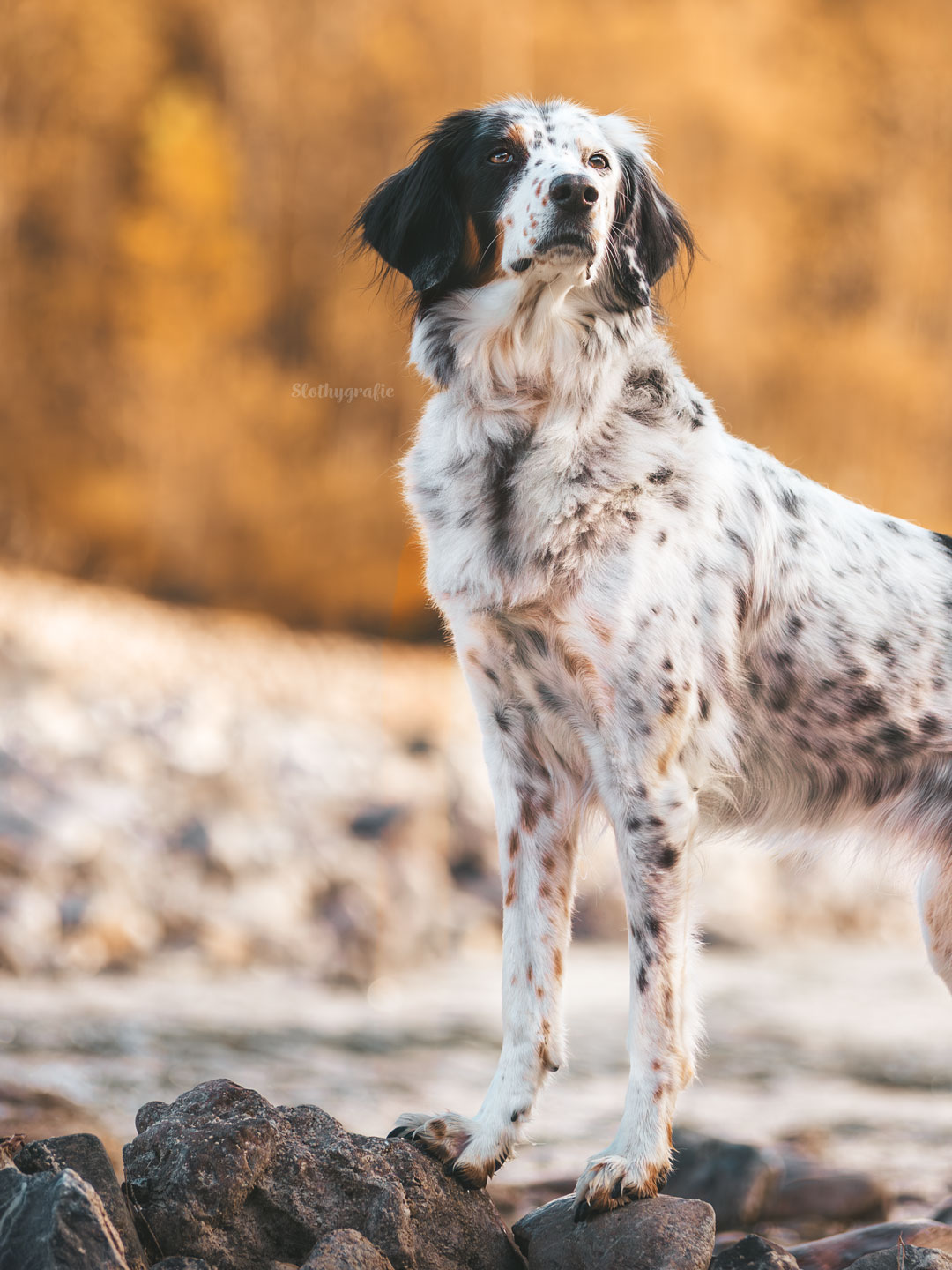 Hundeshooting mit Mia in den Bergen