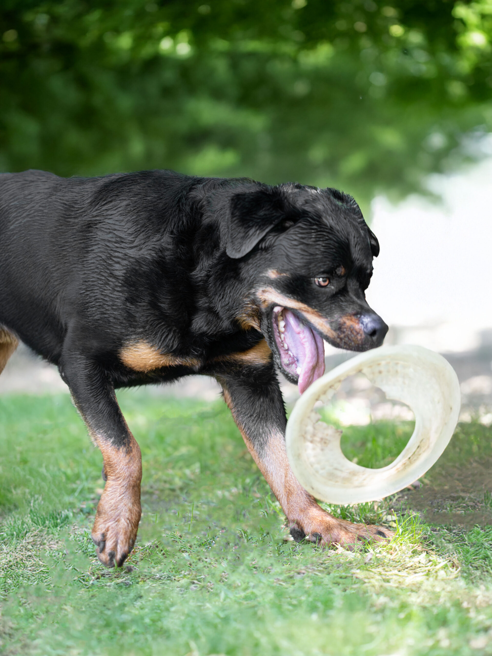 Rottweiler HundeShooting bei Gachenbach