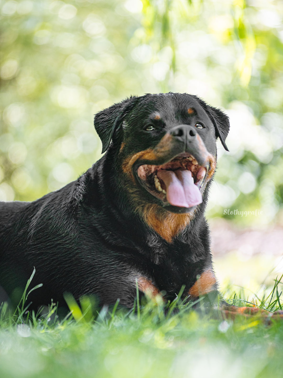 Rottweiler HundeShooting bei Gachenbach