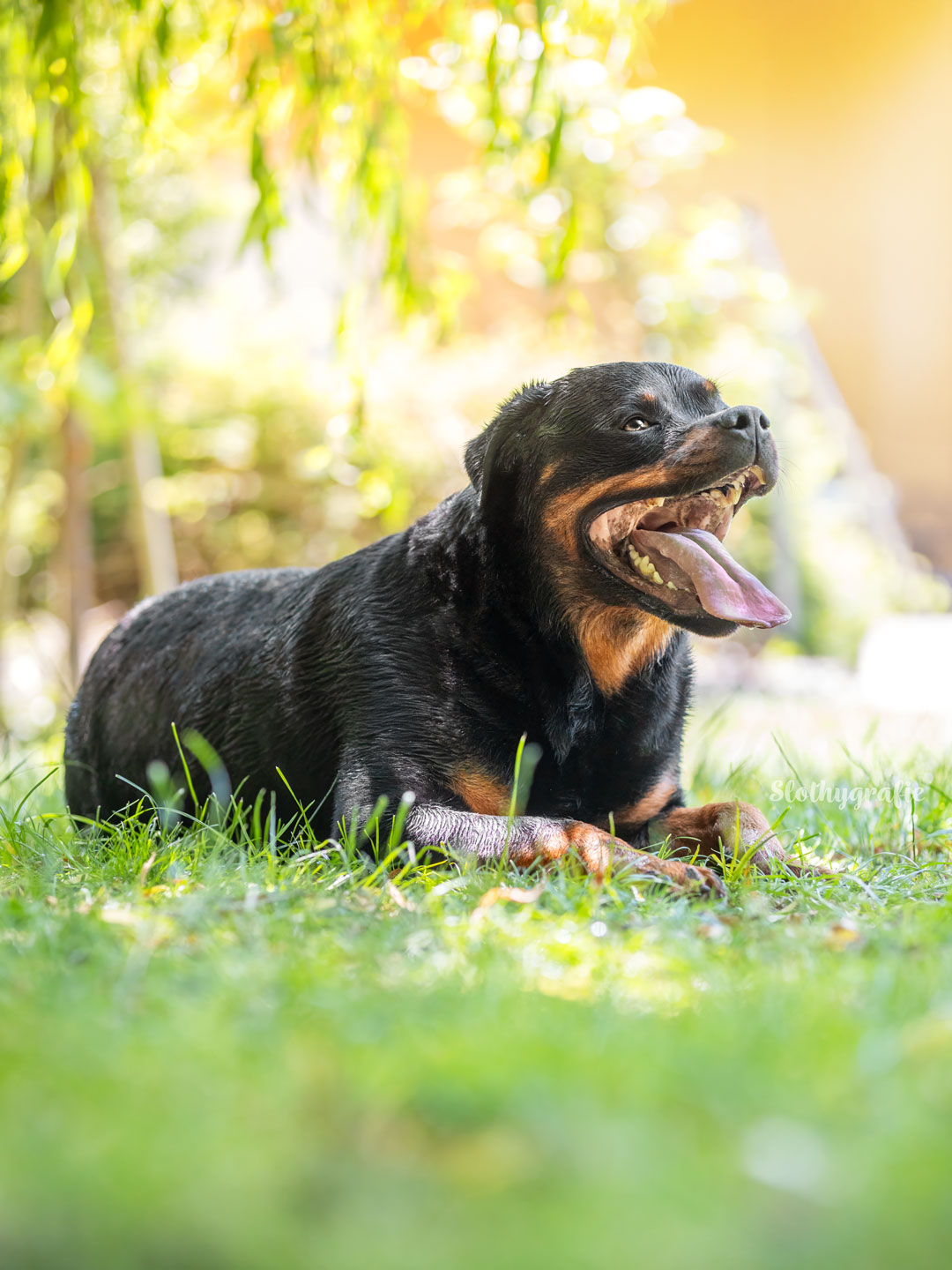Rottweiler HundeShooting bei Gachenbach