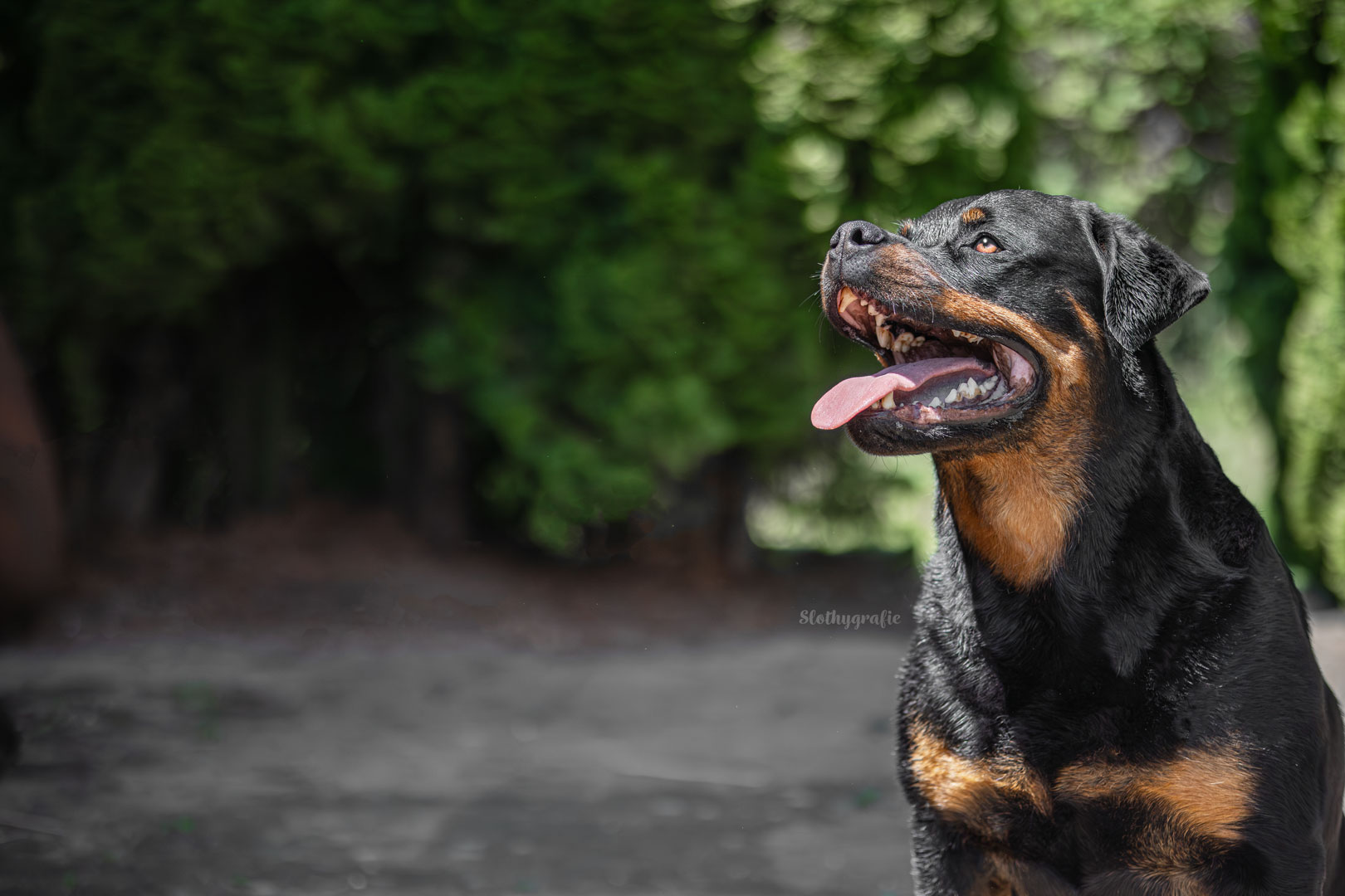 Rottweiler HundeShooting bei Gachenbach