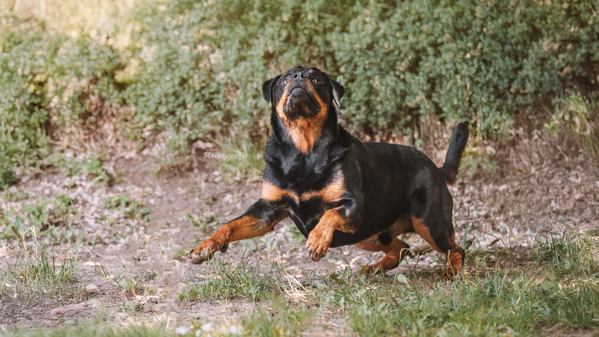 Rottweiler HundeShooting bei Gachenbach