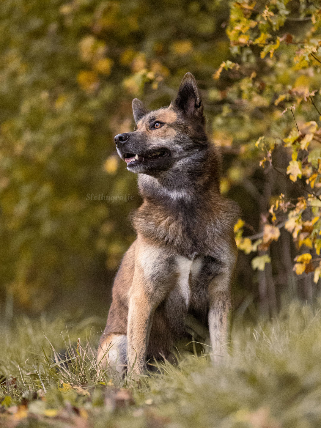Ehrenamtliches HundAeshooting für Fotos für Pfoten und Denia Dogs e. V. mit Raluka in Fleinheim
