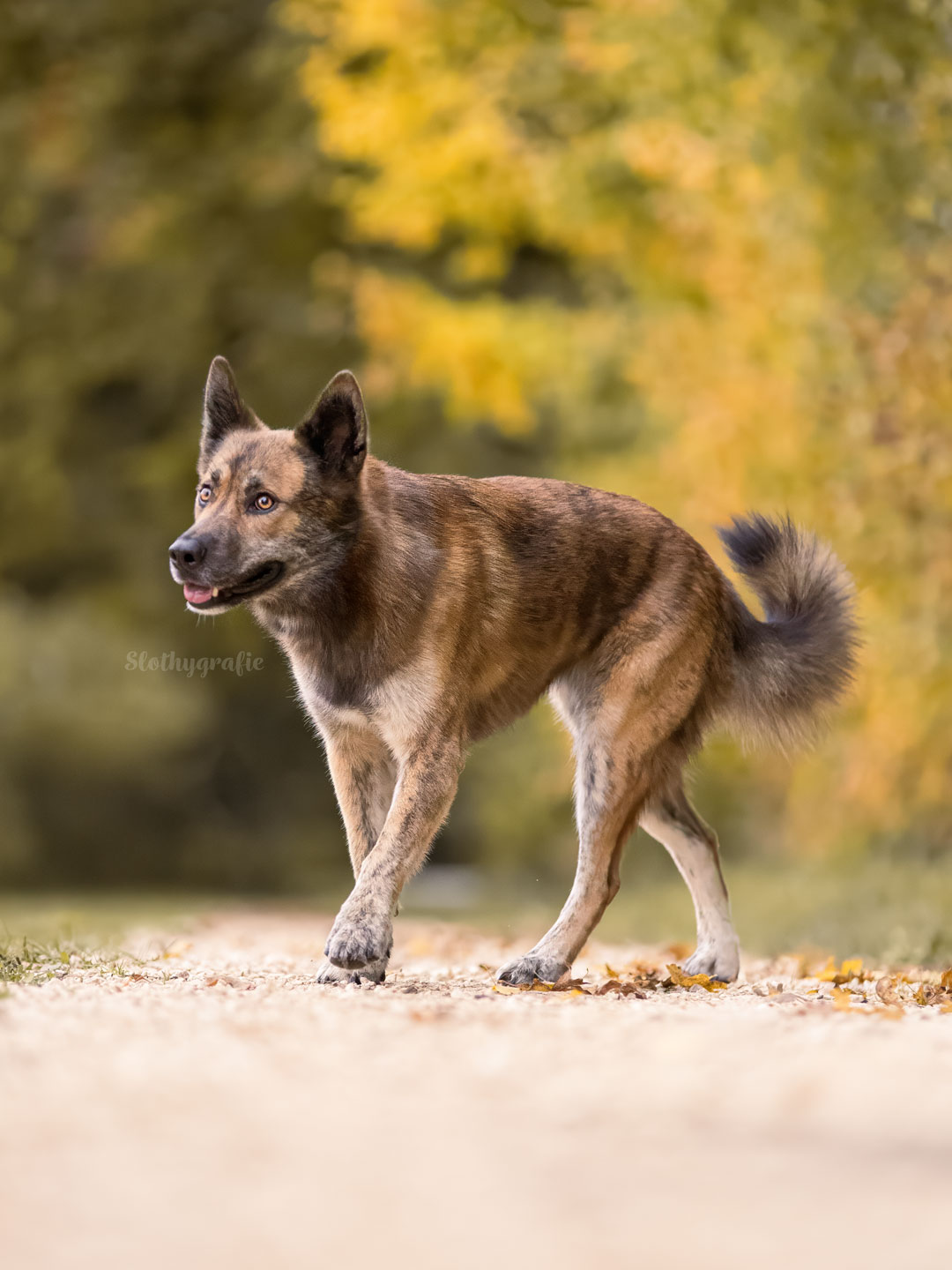 Ehrenamtliches Hundeshooting für Fotos für Pfoten und Denia Dogs e. V. mit Raluka in Fleinheim
