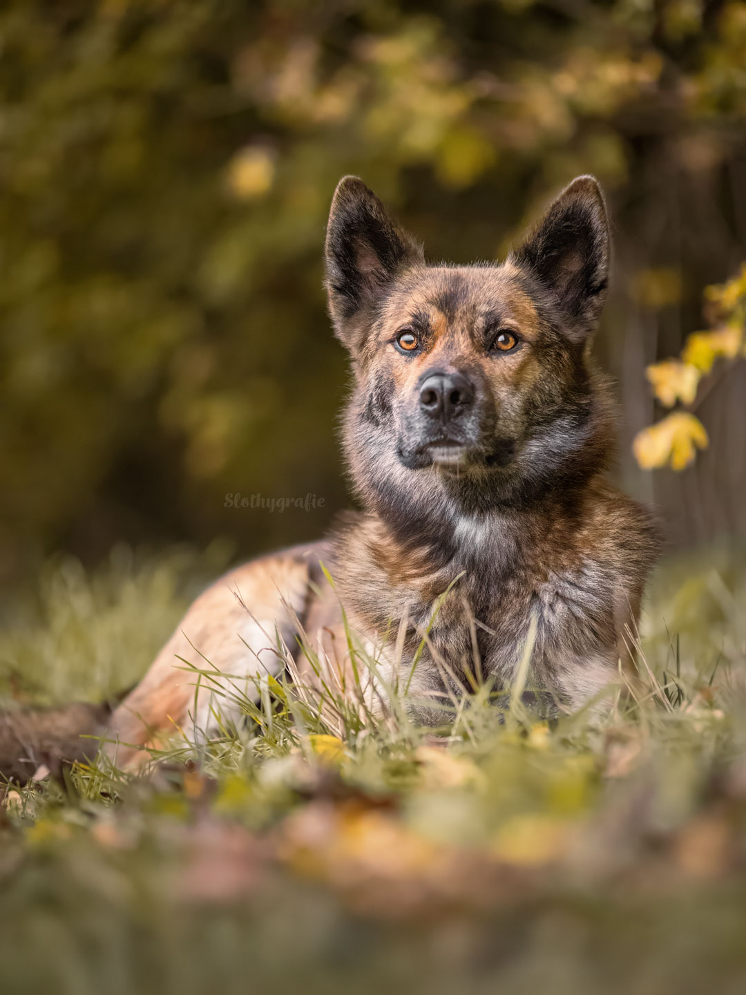 Ehrenamtliches Hundeshooting für Fotos für Pfoten und Denia Dogs e. V. mit Raluka in Fleinheim