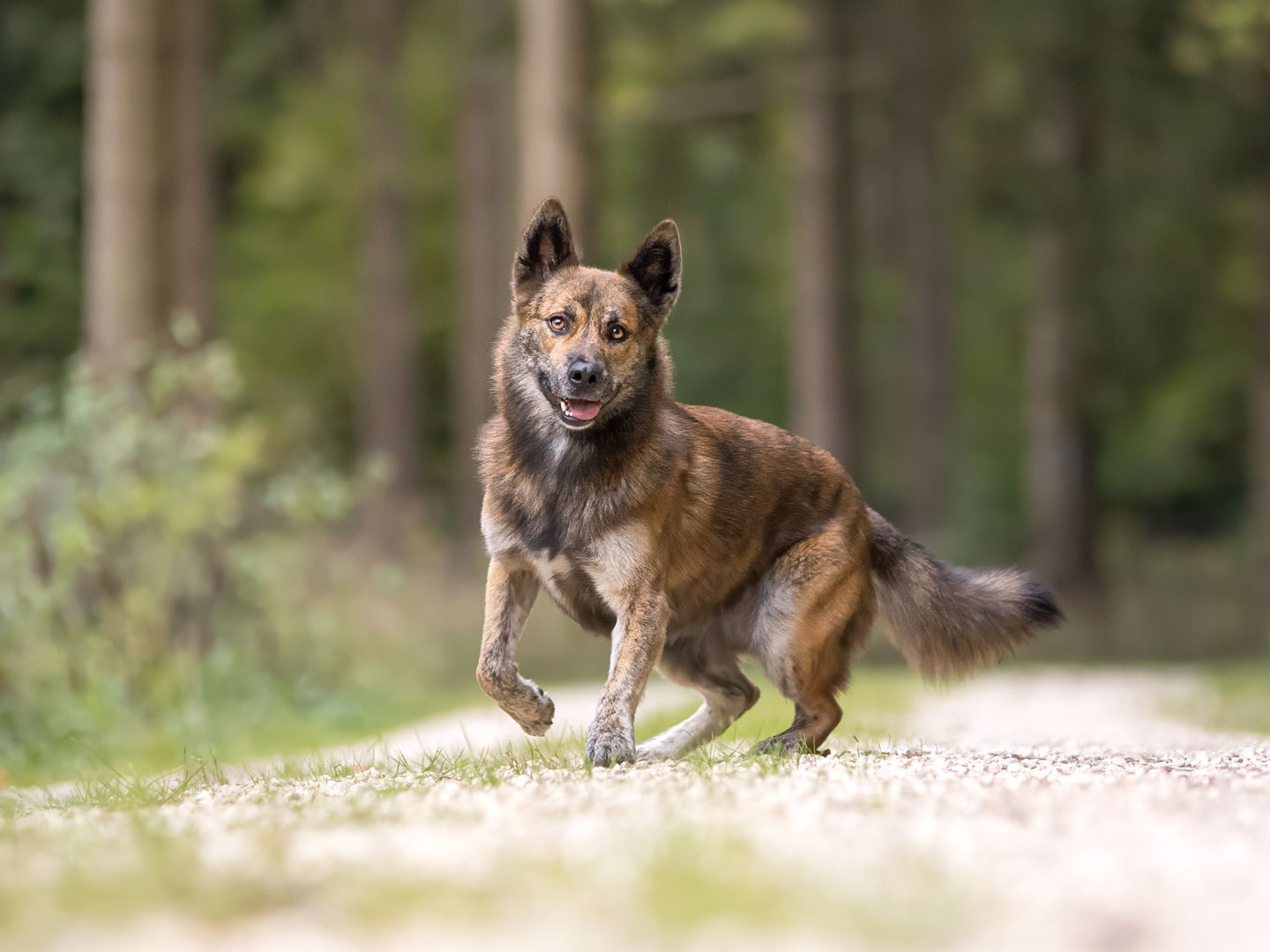 Ehrenamtliches Hundeshooting für Fotos für Pfoten und Denia Dogs e. V. mit Raluka in Fleinheim