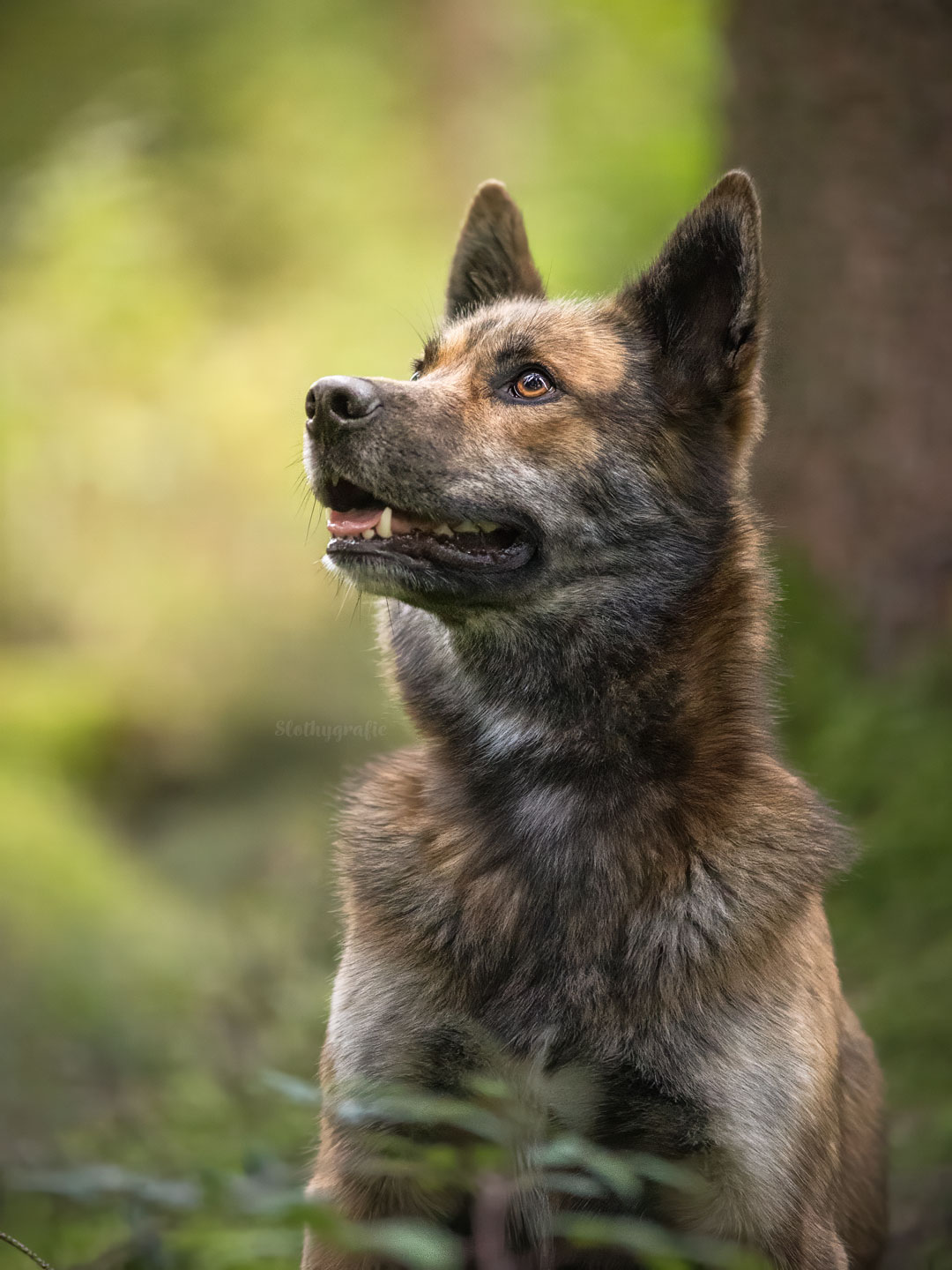 Ehrenamtliches Hundeshooting für Fotos für Pfoten und Denia Dogs e. V. mit Raluka in Fleinheim
