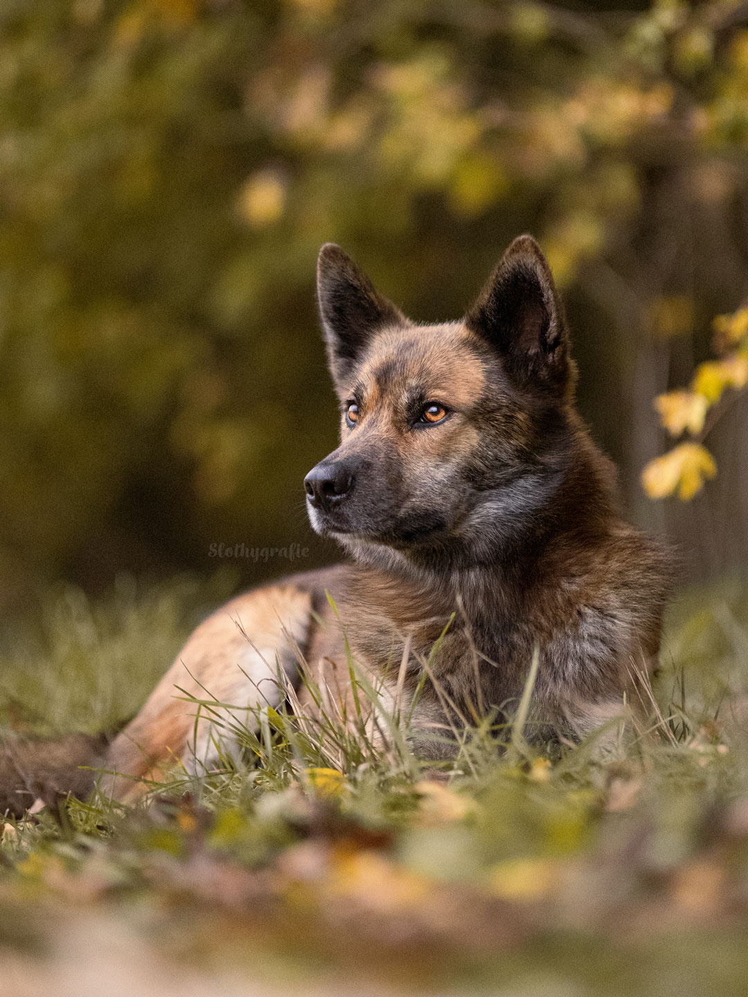 Ehrenamtliches Hundeshooting für Fotos für Pfoten und Denia Dogs e. V. mit Raluka in Fleinheim