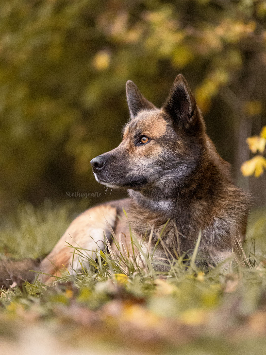 Ehrenamtliches Hundeshooting für Fotos für Pfoten und Denia Dogs e. V. mit Raluka in Fleinheim