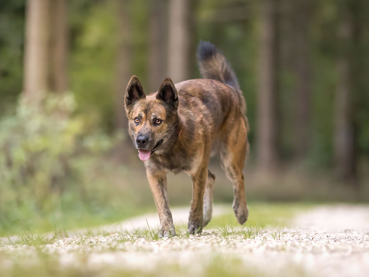 Ehrenamtliches Hundeshooting für Fotos für Pfoten und Denia Dogs e. V. mit Raluka in Fleinheim