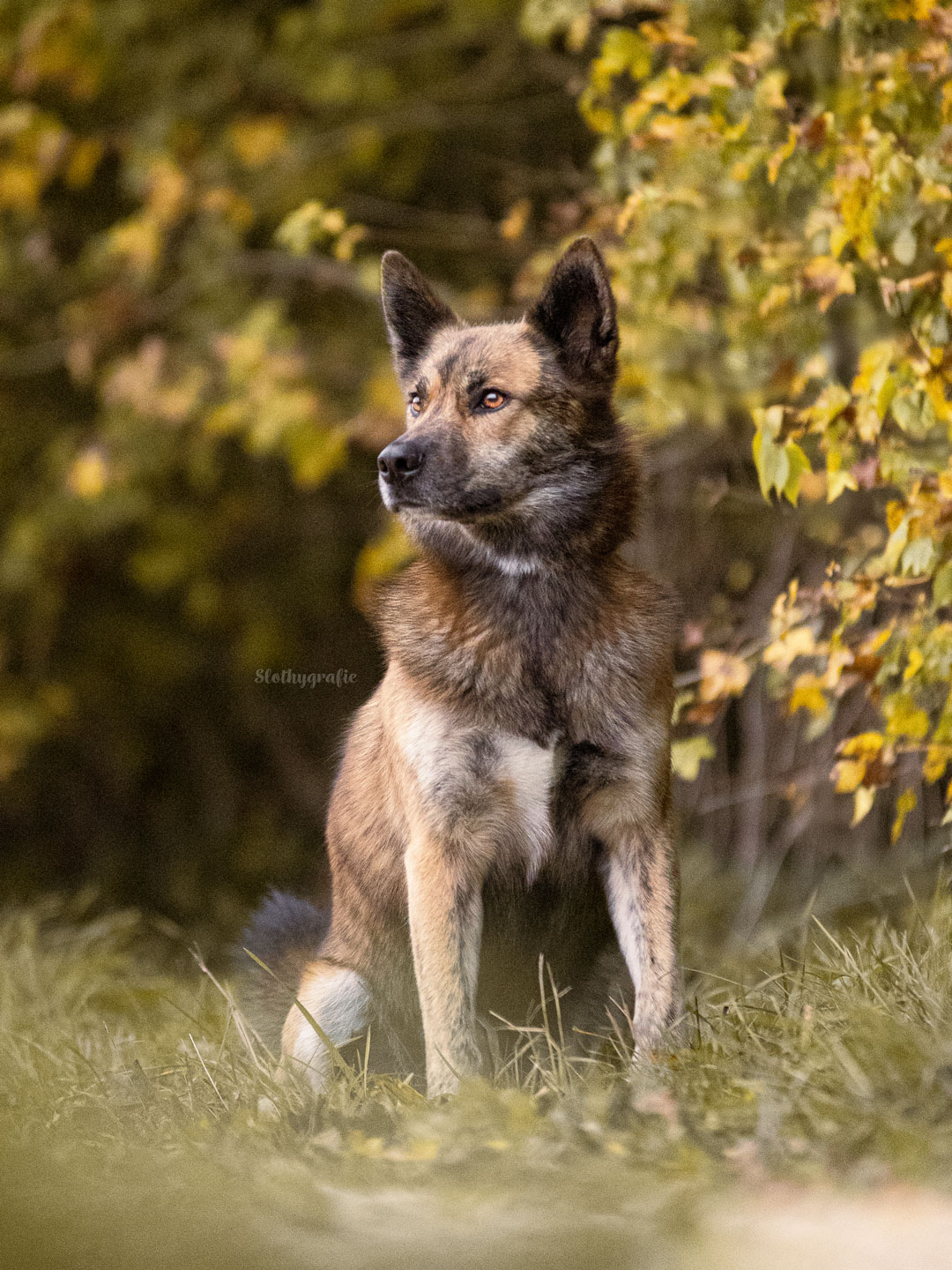Ehrenamtliches Hundeshooting für Fotos für Pfoten und Denia Dogs e. V. mit Raluka in Fleinheim