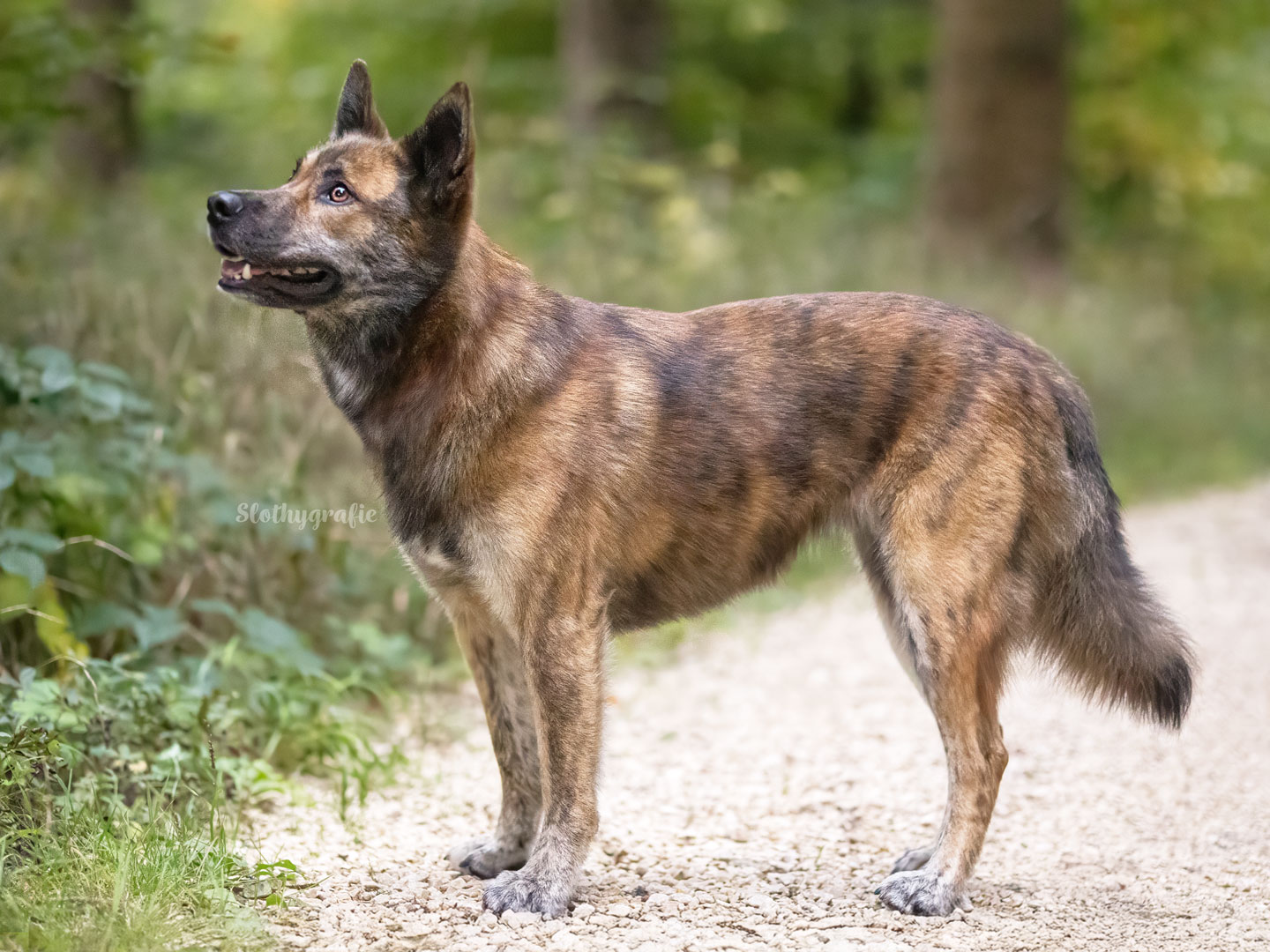 Ehrenamtliches Hundeshooting für Fotos für Pfoten und Denia Dogs e. V. mit Raluka in Fleinheim