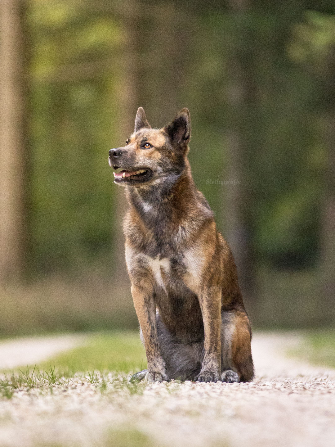 Ehrenamtliches Hundeshooting für Fotos für Pfoten und Denia Dogs e. V. mit Raluka in Fleinheim