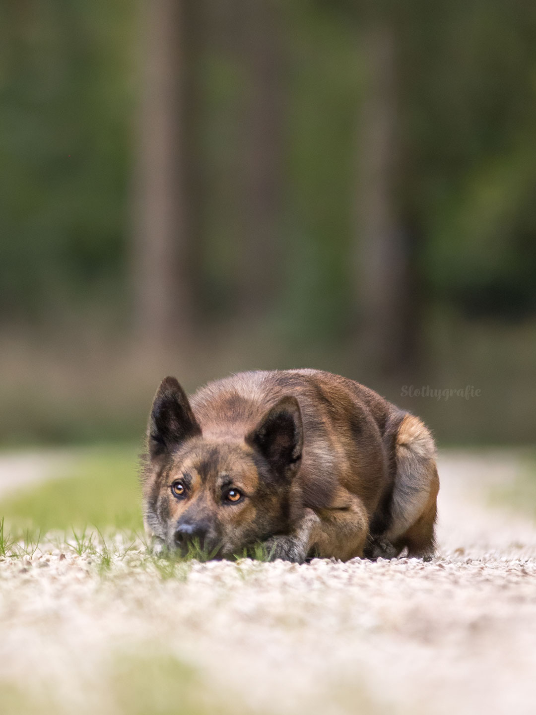 Ehrenamtliches Hundeshooting für Fotos für Pfoten und Denia Dogs e. V. mit Raluka in Fleinheim