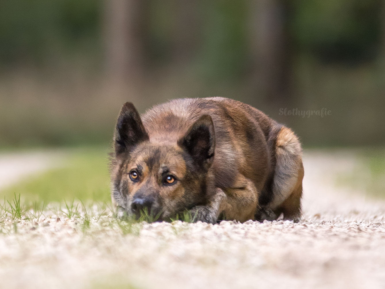 Ehrenamtliches Hundeshooting für Fotos für Pfoten und Denia Dogs e. V. mit Raluka in Fleinheim
