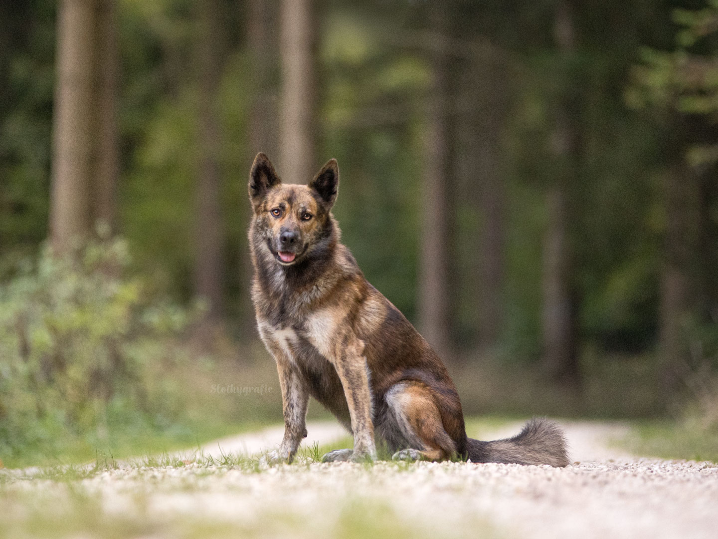 Ehrenamtliches Hundeshooting für Fotos für Pfoten und Denia Dogs e. V. mit Raluka in Fleinheim