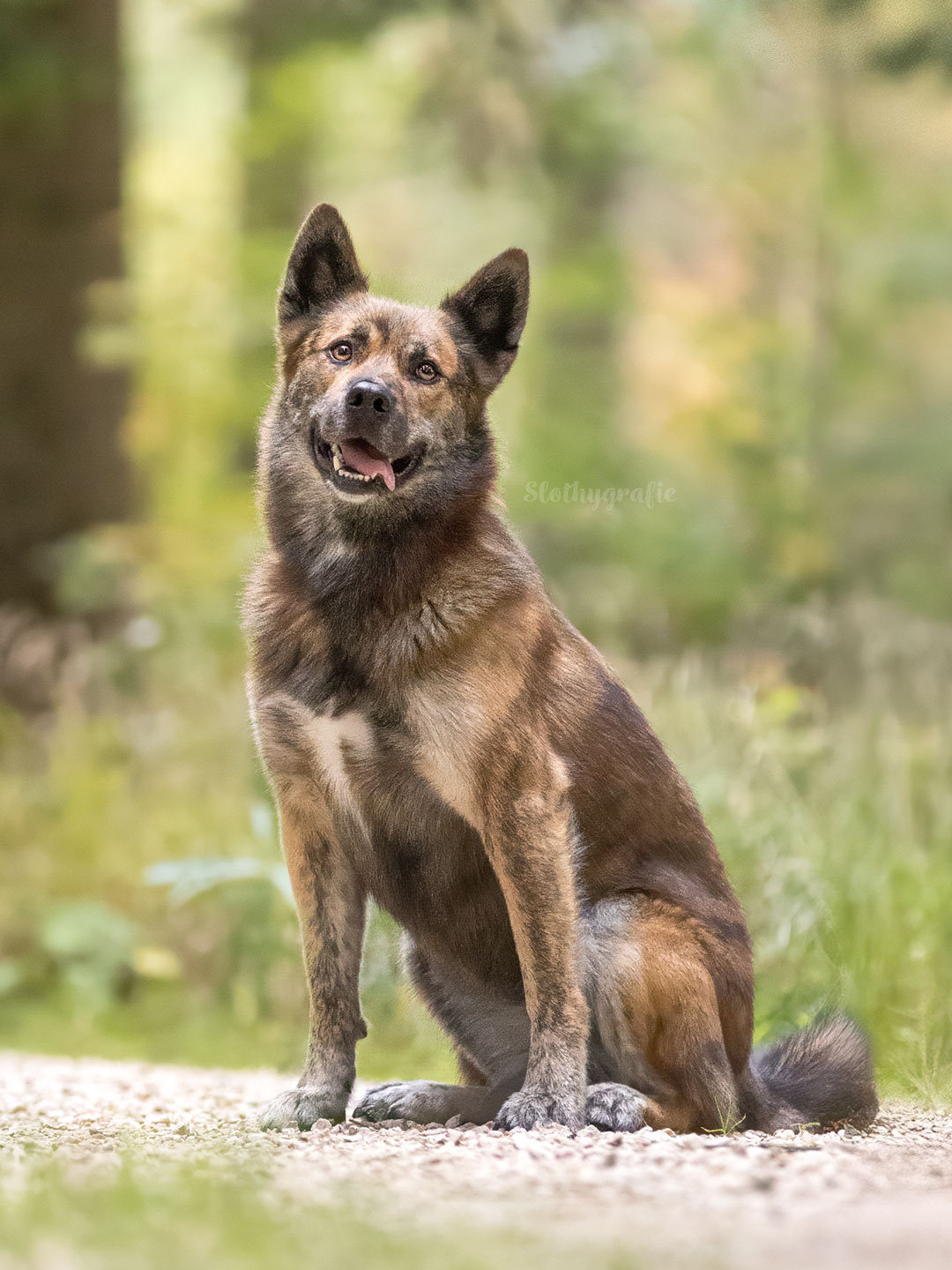 Ehrenamtliches Hundeshooting für Fotos für Pfoten und Denia Dogs e. V. mit Raluka in Fleinheim