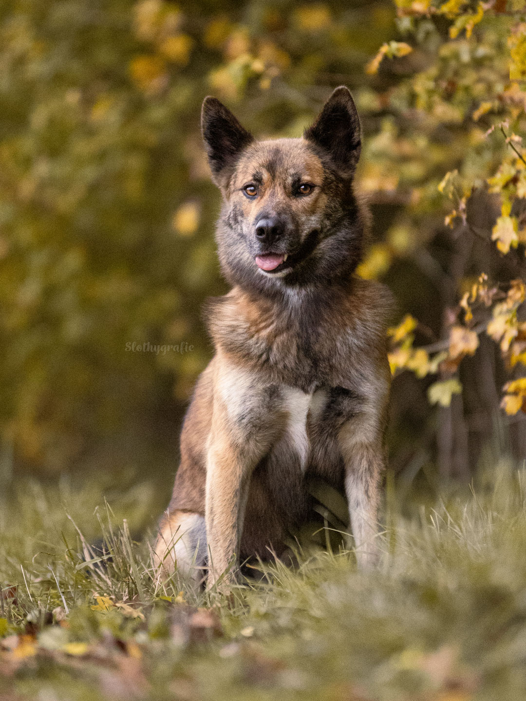 Ehrenamtliches Hundeshooting für Fotos für Pfoten und Denia Dogs e. V. mit Raluka in Fleinheim