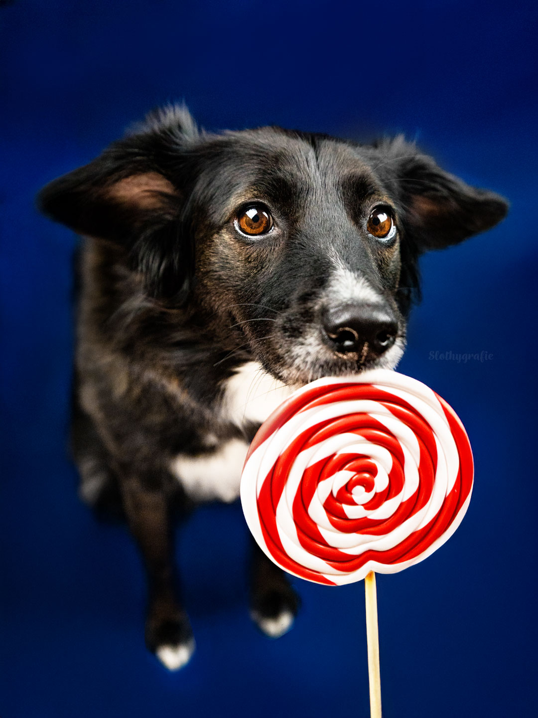 Lolli Shooting mit Hund in Amerdingen