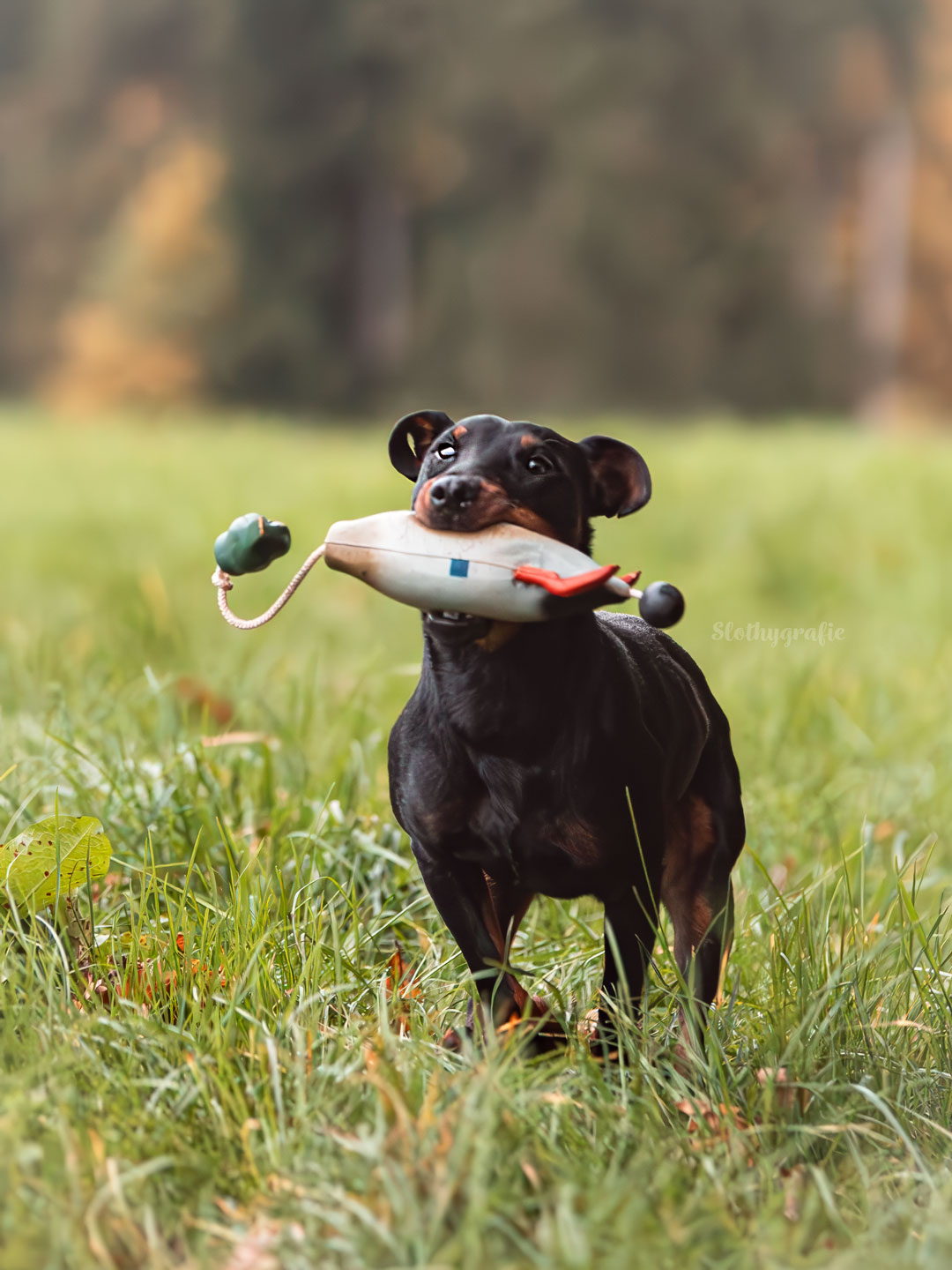 Hundeshooting mit Apache beim Apportieren in Blaustein bei Ulm
