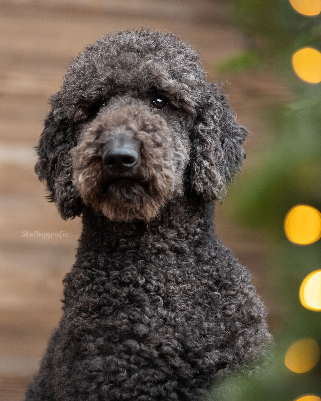 Baldrian beim  Weihnachtsmarkt Hundeshooting in München