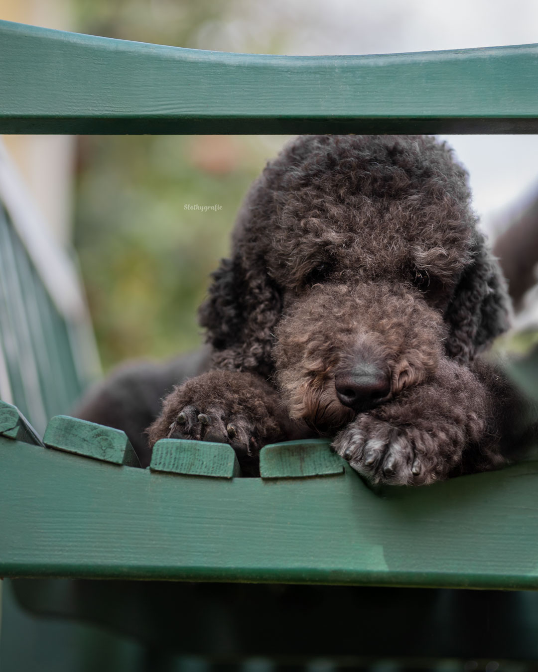 Pudel Baldrian beim Hopfen Fotowalk in Hollendau
