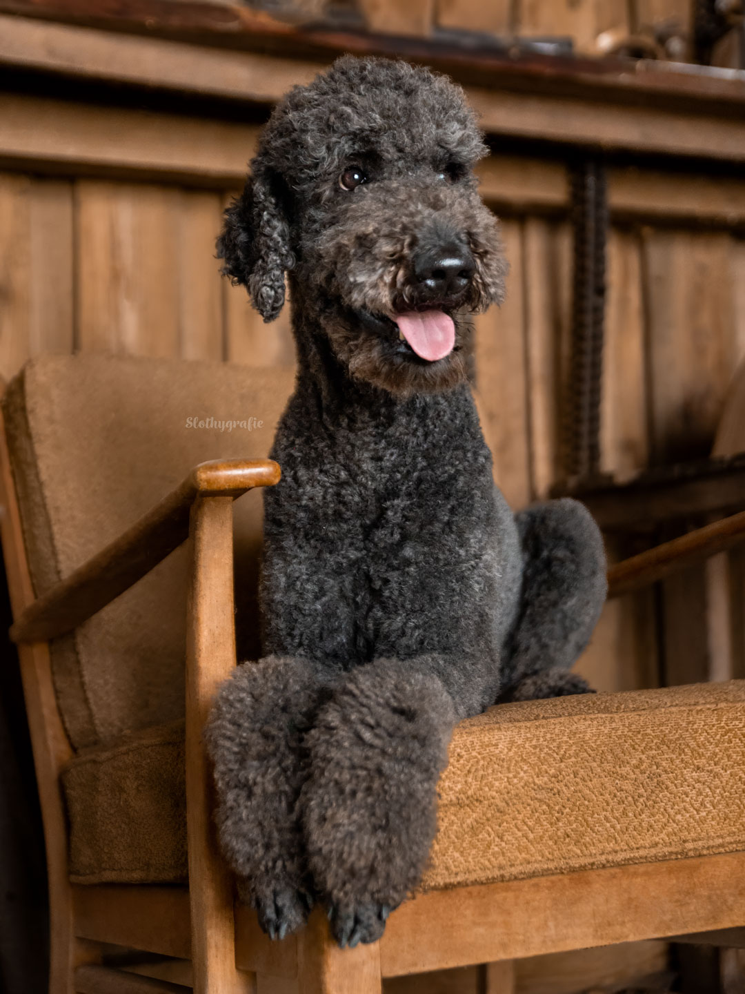 Pudel Baldrian beim Hopfen Fotowalk in Hollendau