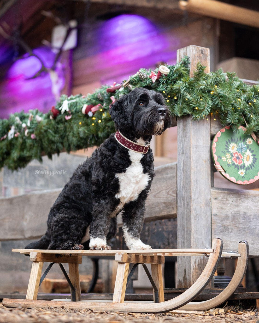 Emmi beim Weihnachtsmarkt Hundeshooting