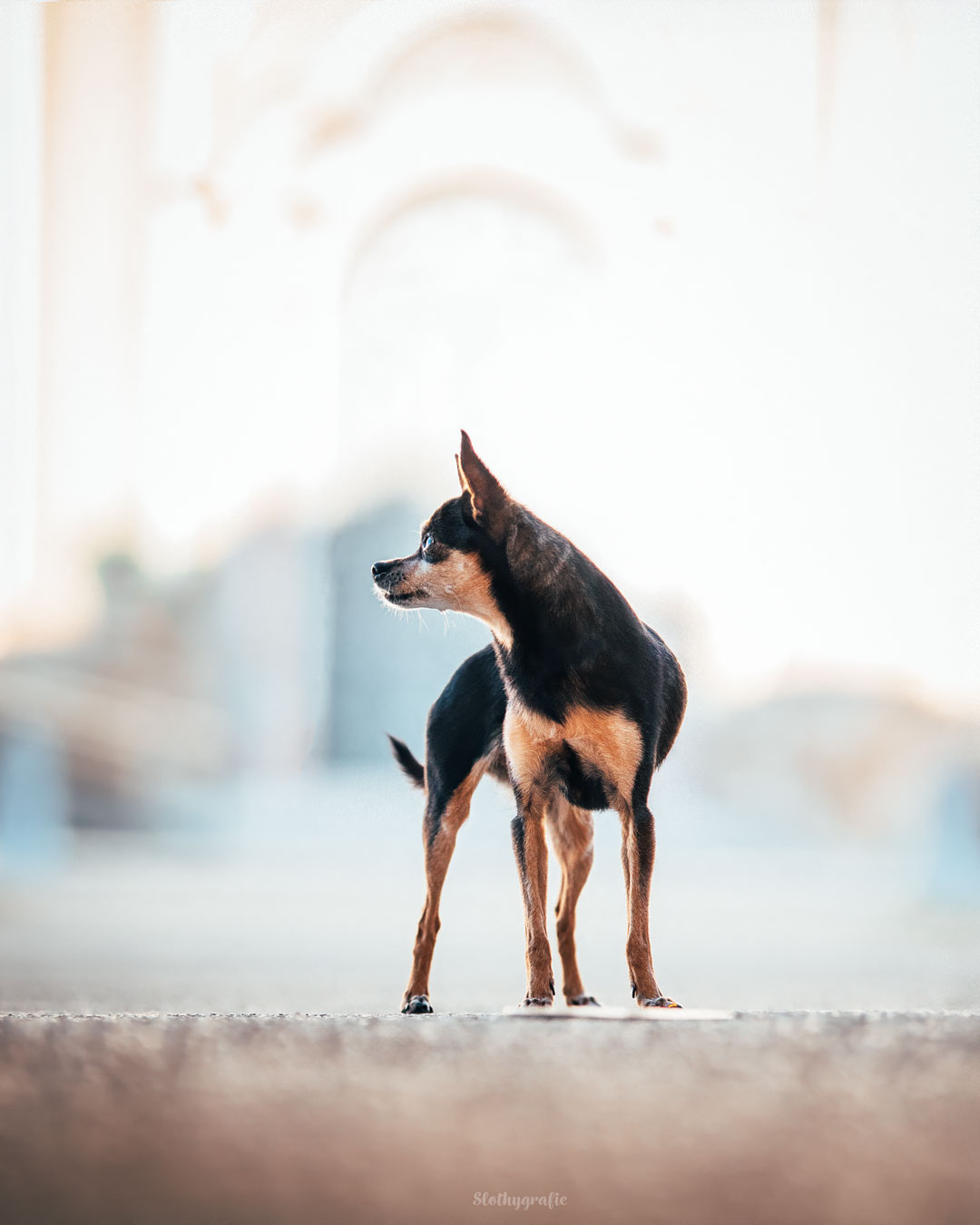 Emmi beim Hundeshooting in Fürstenfeldbruck