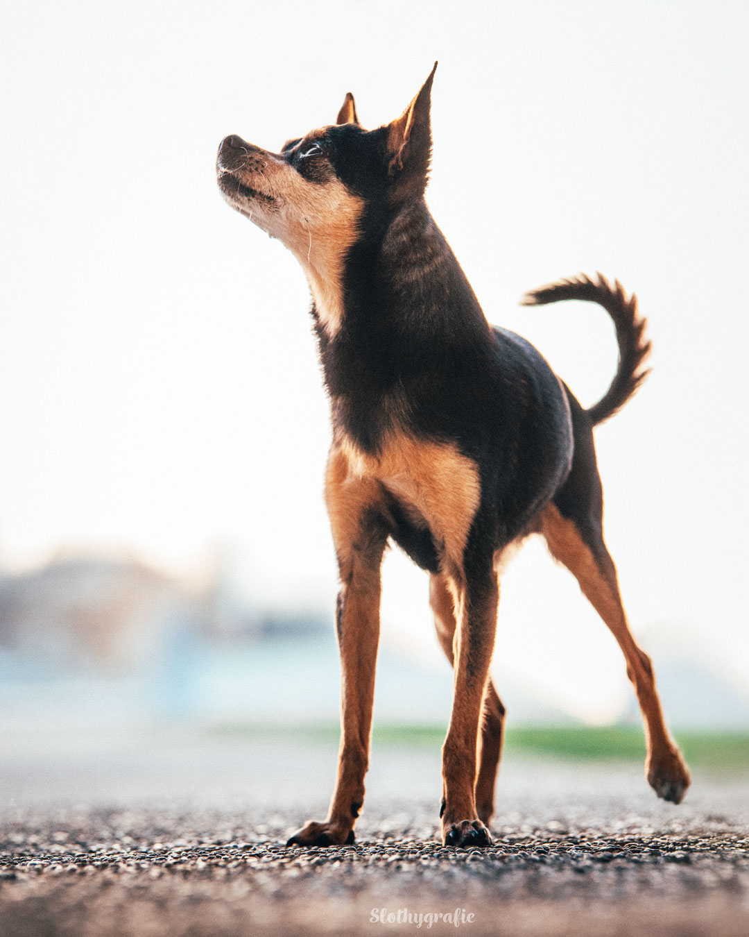 Emmi beim Hundeshooting in Fürstenfeldbruck