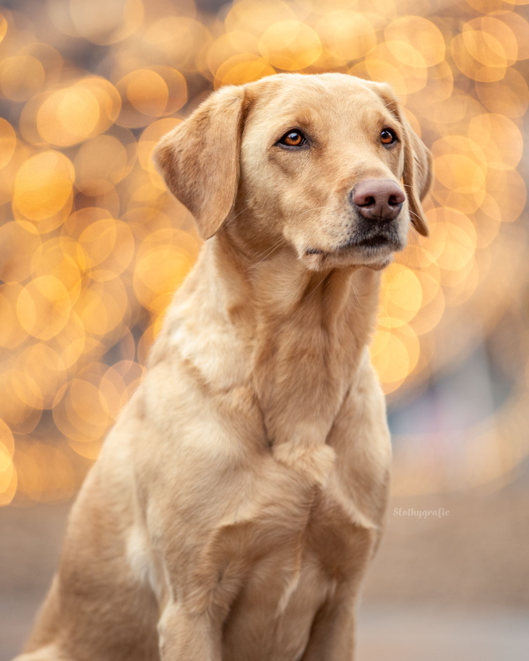 Weihnachtsshooting mit Hündin Indi auf dem Weihnachtsmarkt bei der MotorworldWeihnachtsshooting mit Hündin Fenja auf dem Weihnachtsmarkt bei der Motorworld