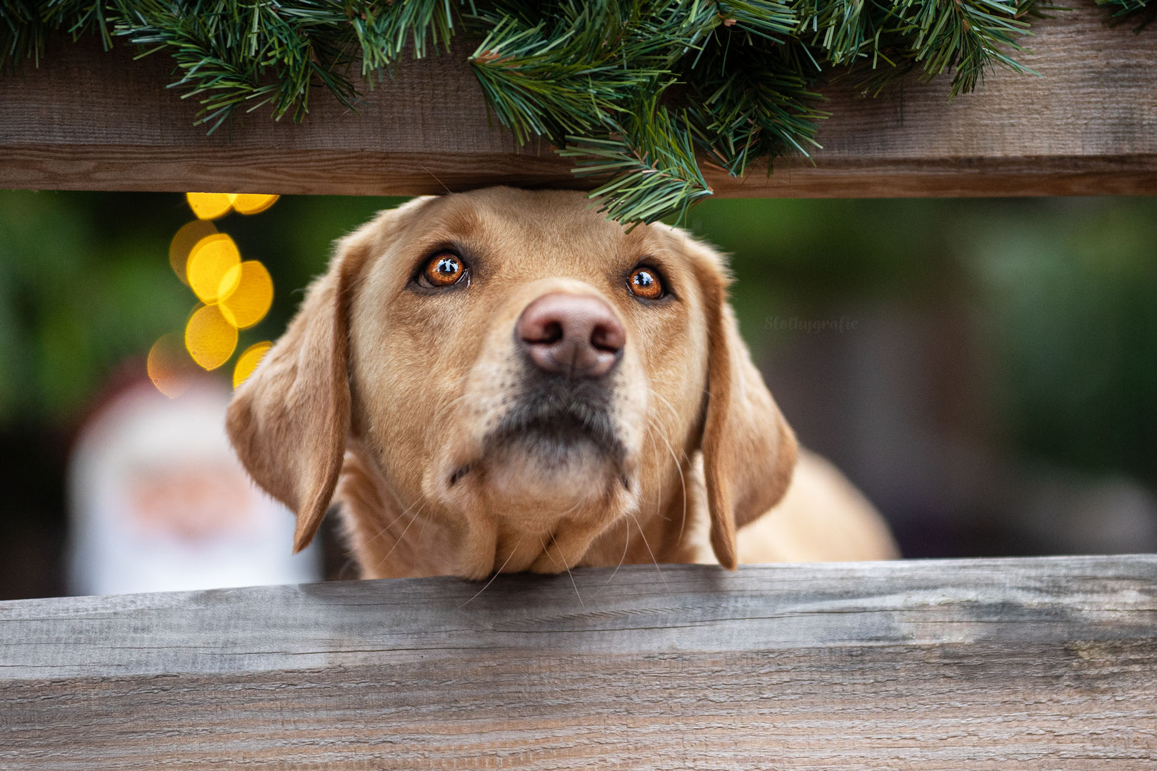Fenja beim Weihnachtsmarkt Hundeshooting in München