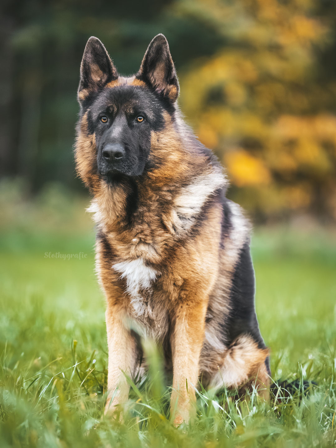 Schutzhundeshooting zwischen Blaustein und Blaubeuren bei Ulm