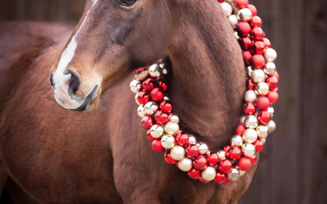Pferdebilder für Weihnachtskarten – Magisches Pferdeshooting in Aresing