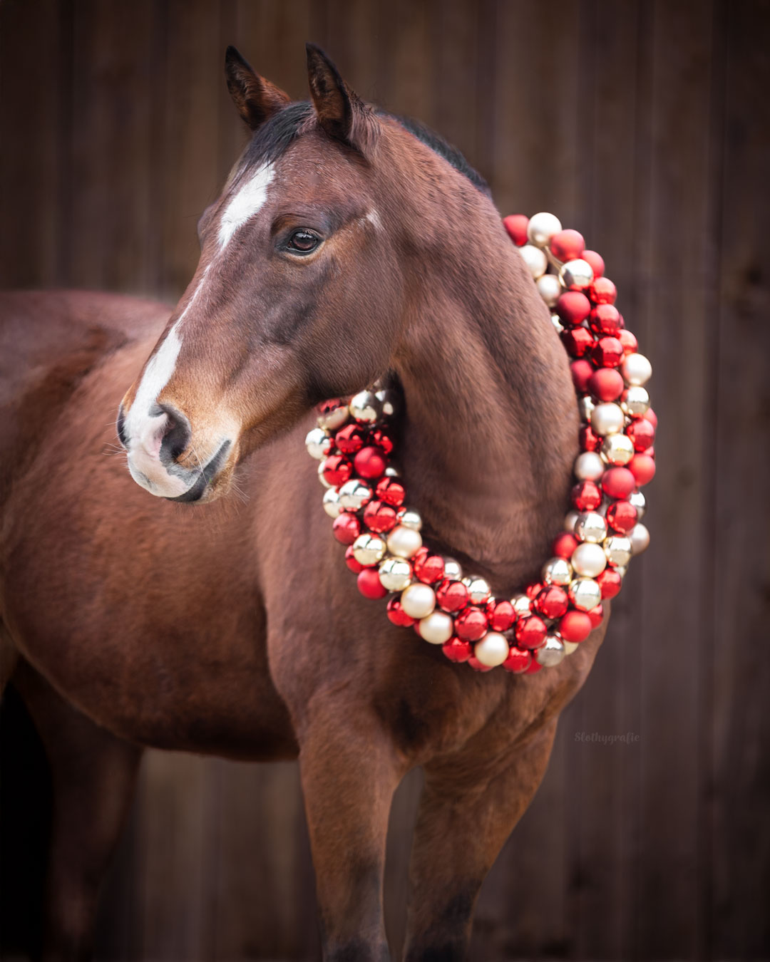 Weihnachts Pferdeshooting in Aresing