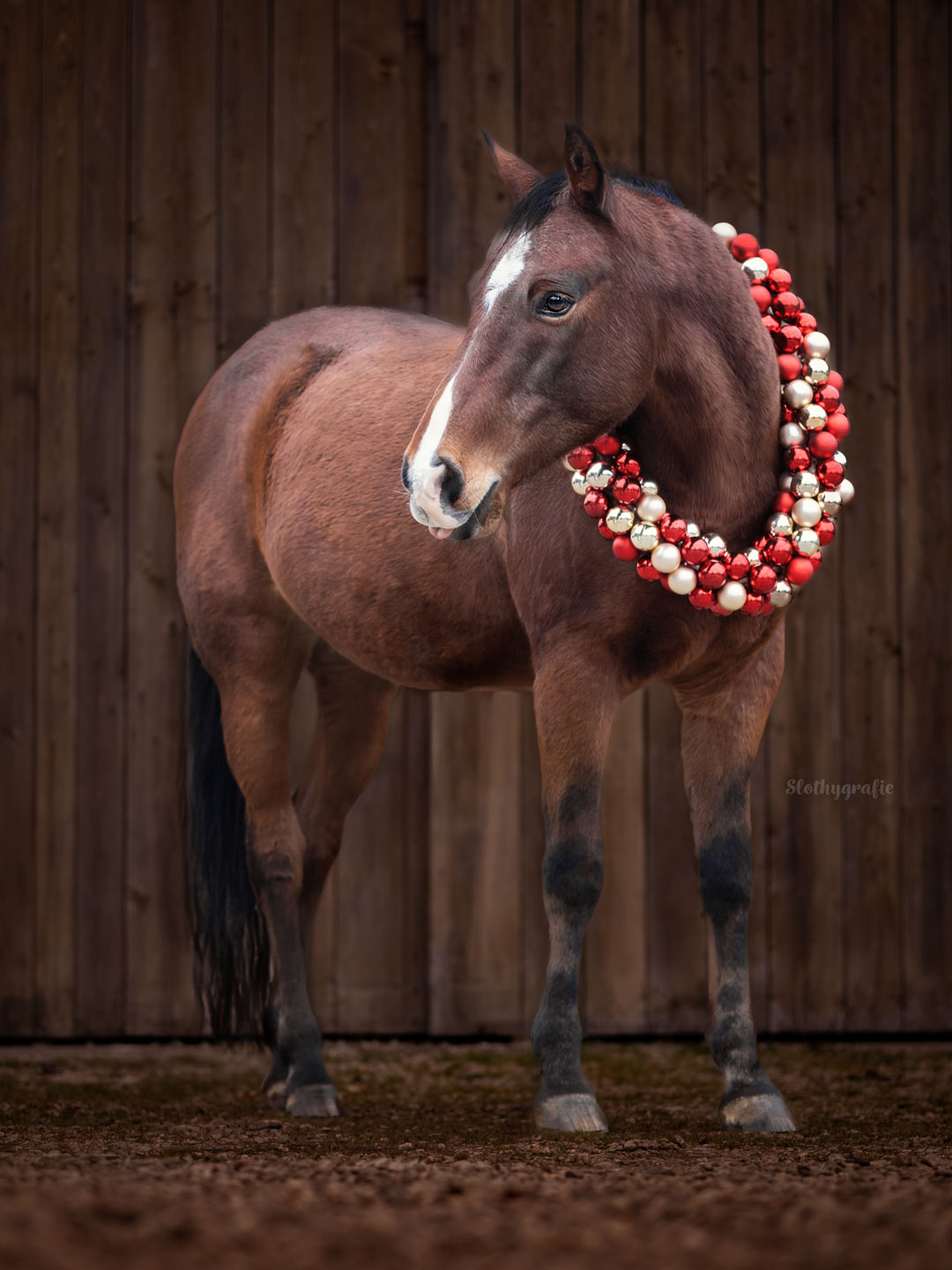 Weihnachts Pferdeshooting in Aresing