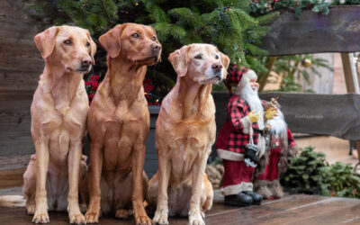 Weihnachtsshooting mit Hunden – Perfekt für die persönliche Weihnachtskarte
