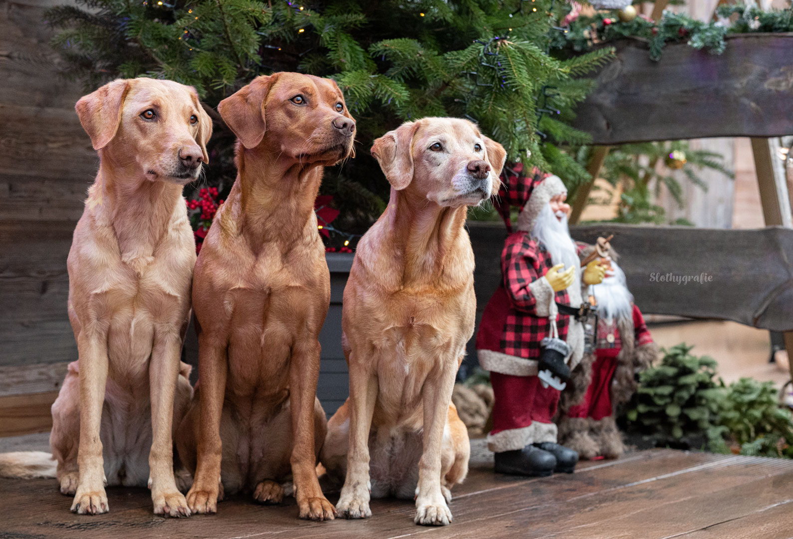 Drei Labradore beim Weihnachtsmarkt Hundeshooting in der Winterworld an der Motorworld München