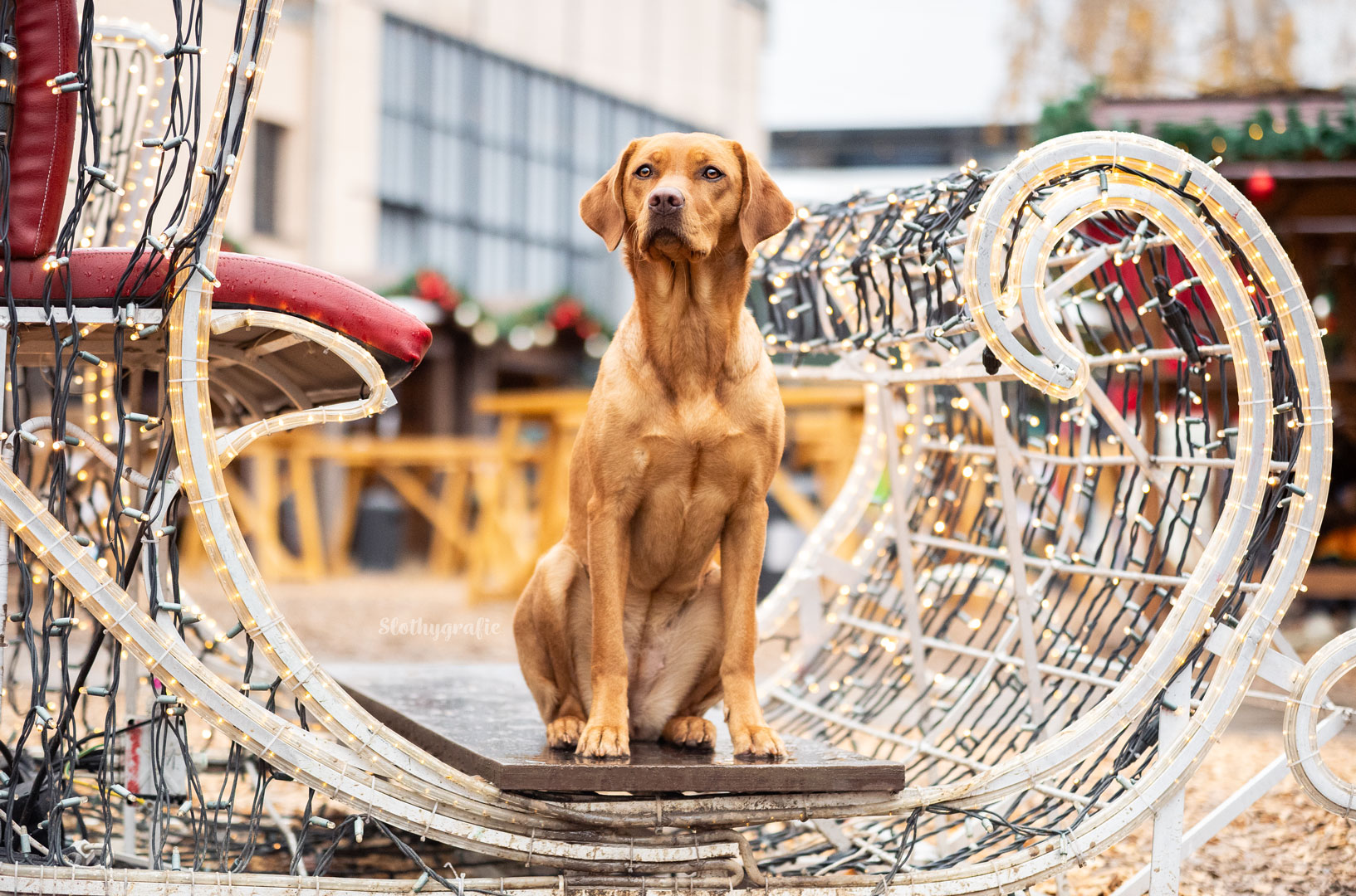 Ginny beim Hunde Fotoshooting auf dem Weihnachtsmarkt