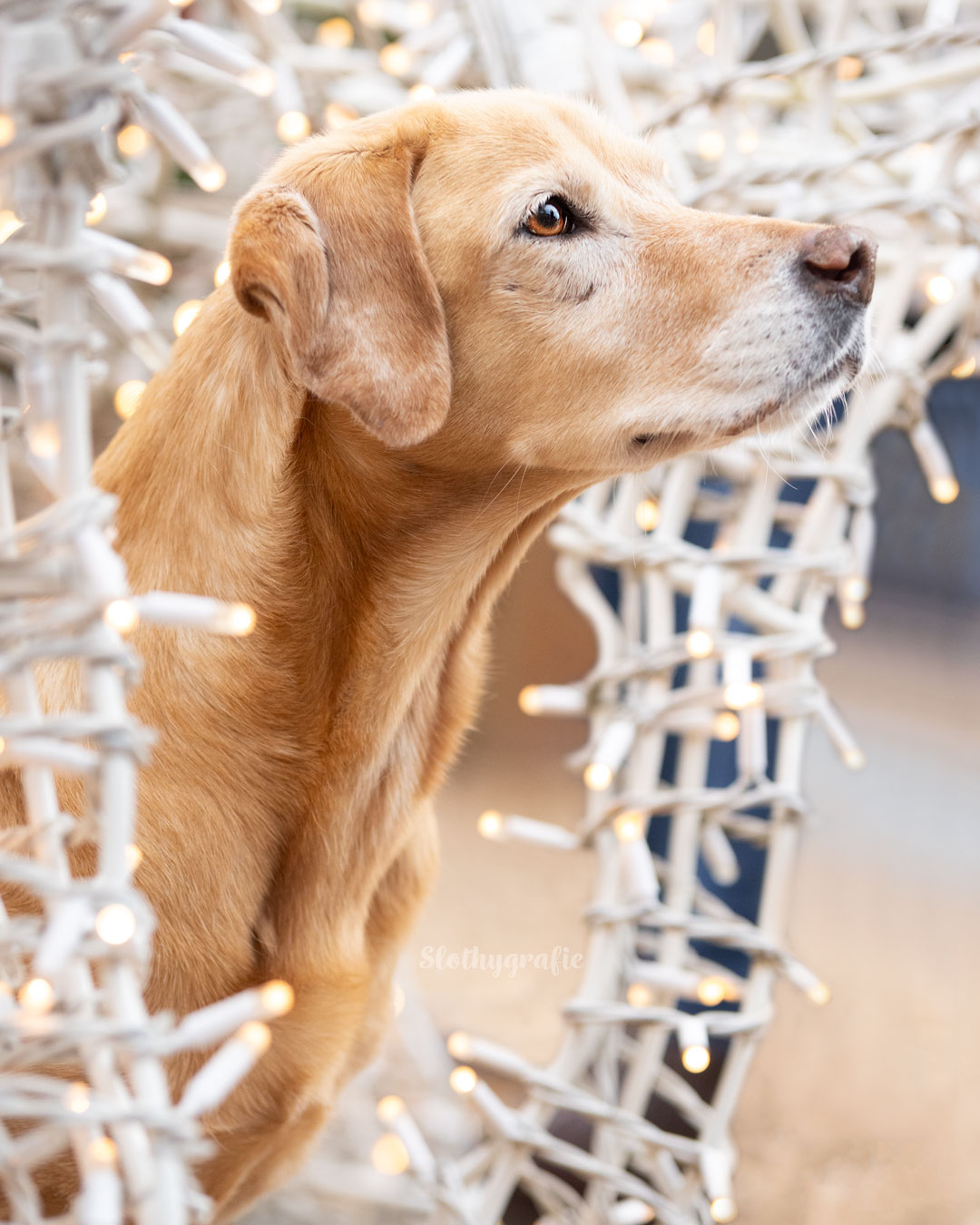 Weihnachtsshooting mit Hündin Indi auf dem Weihnachtsmarkt bei der MotorworldWeihnachtsshooting mit Hündin Indi auf dem Weihnachtsmarkt bei der Motorworld