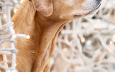 Weihnachtsshooting mit Hunden – Perfekt für die persönliche Weihnachtskarte